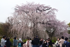 240402j円山公園03