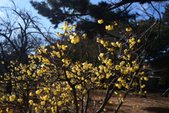 250225a京都御苑13
