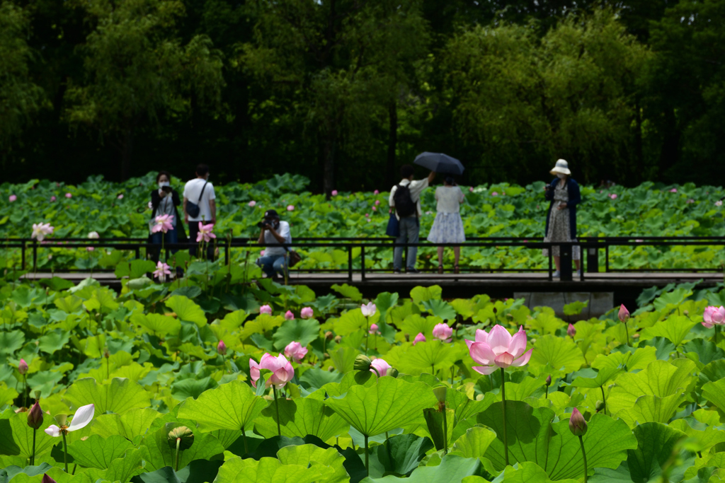 210717万博公園19