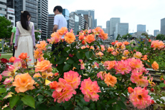 250517中之島25