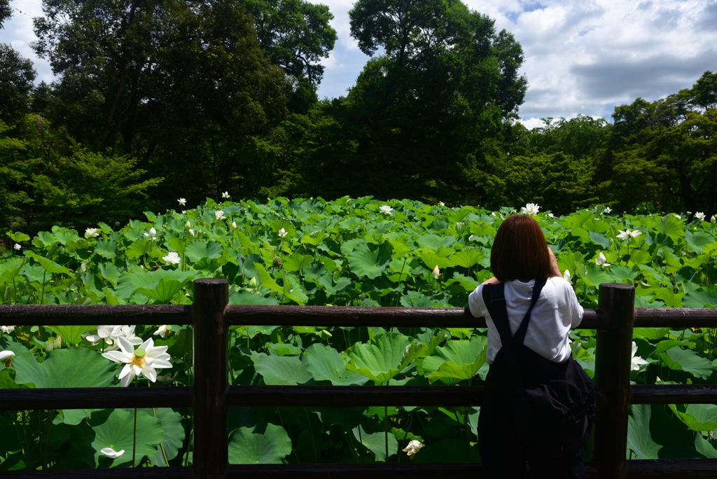 240727京都植物園54