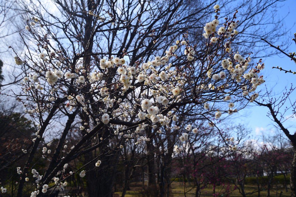 220222e梅小路公園11