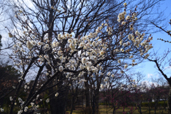 220222e梅小路公園11