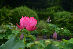240620京都植物園54