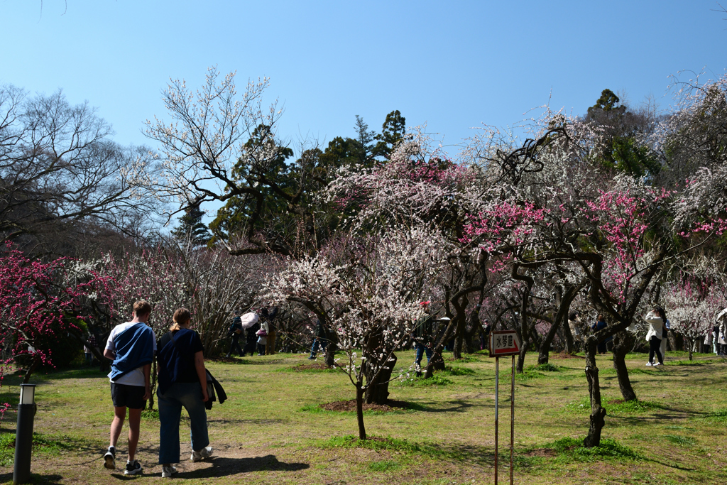 250322京都植物園13