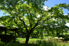 220723a慶沢園29