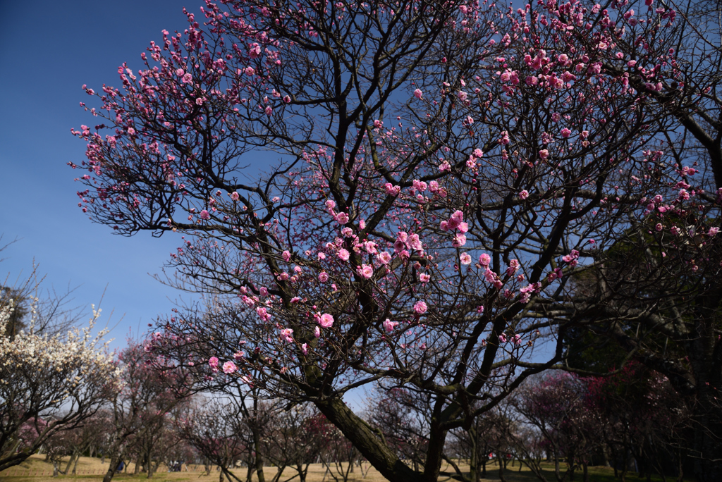 190218荒山公園51