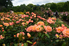 200520京都植物園16