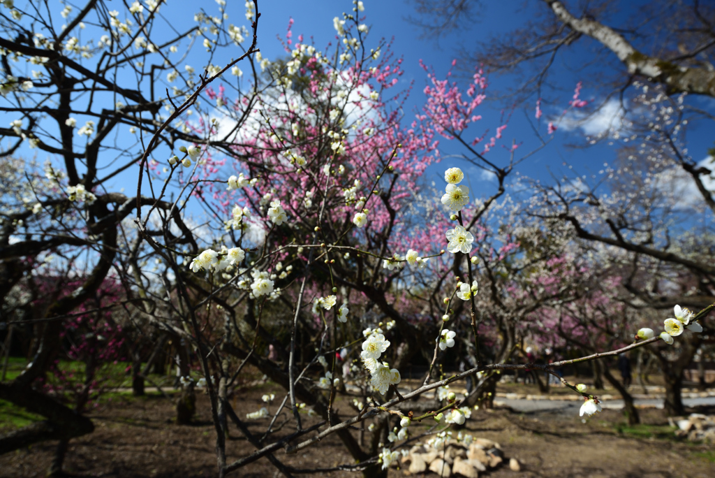 190223a北野天満宮16