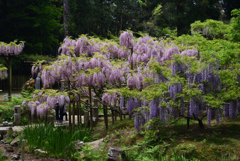 210424b萬葉植物園57
