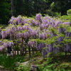 210424b萬葉植物園57