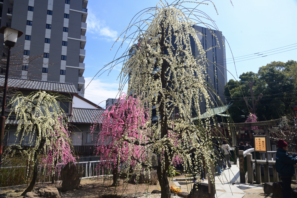 250308a大阪天満宮01