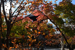 201103b真如堂24