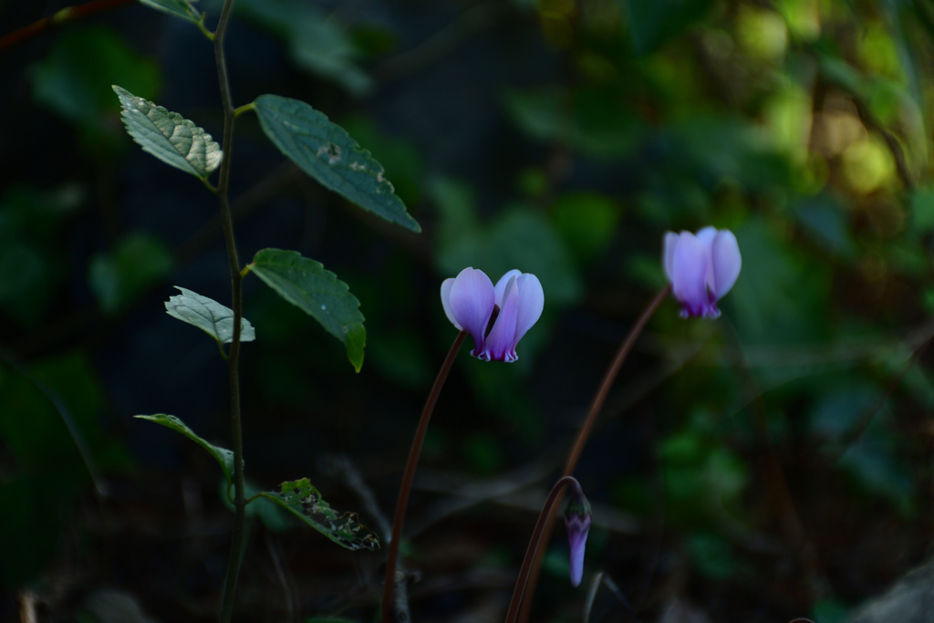 2501028京都植物園28