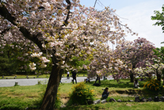 190422b京都御苑26