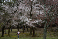 190402奈良公園34