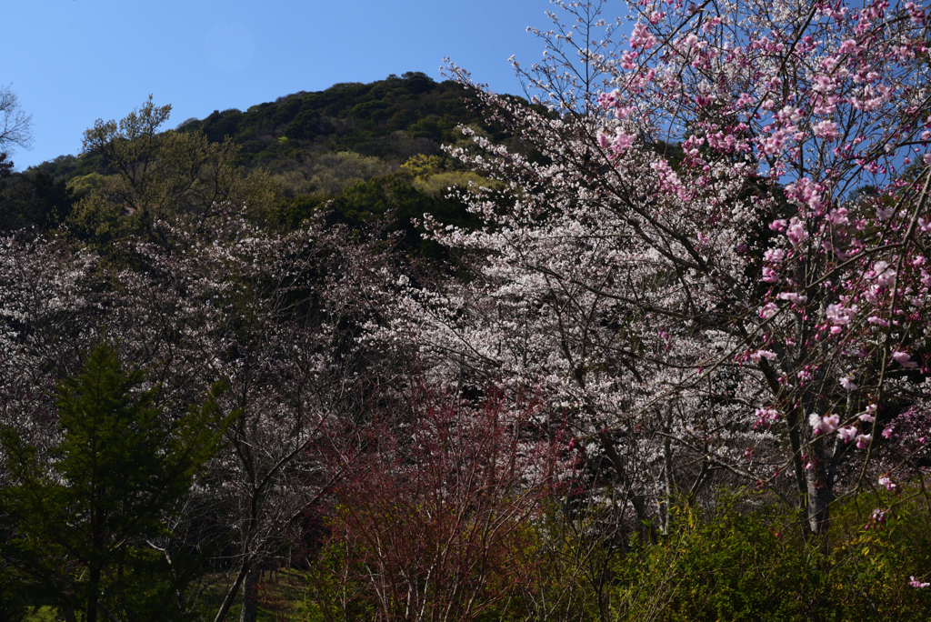 190404b橿原神宮31