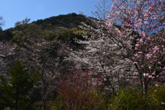 190404b橿原神宮31