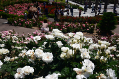 240511荒牧バラ公園21