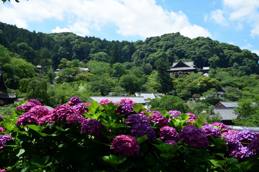 180624長谷寺78+