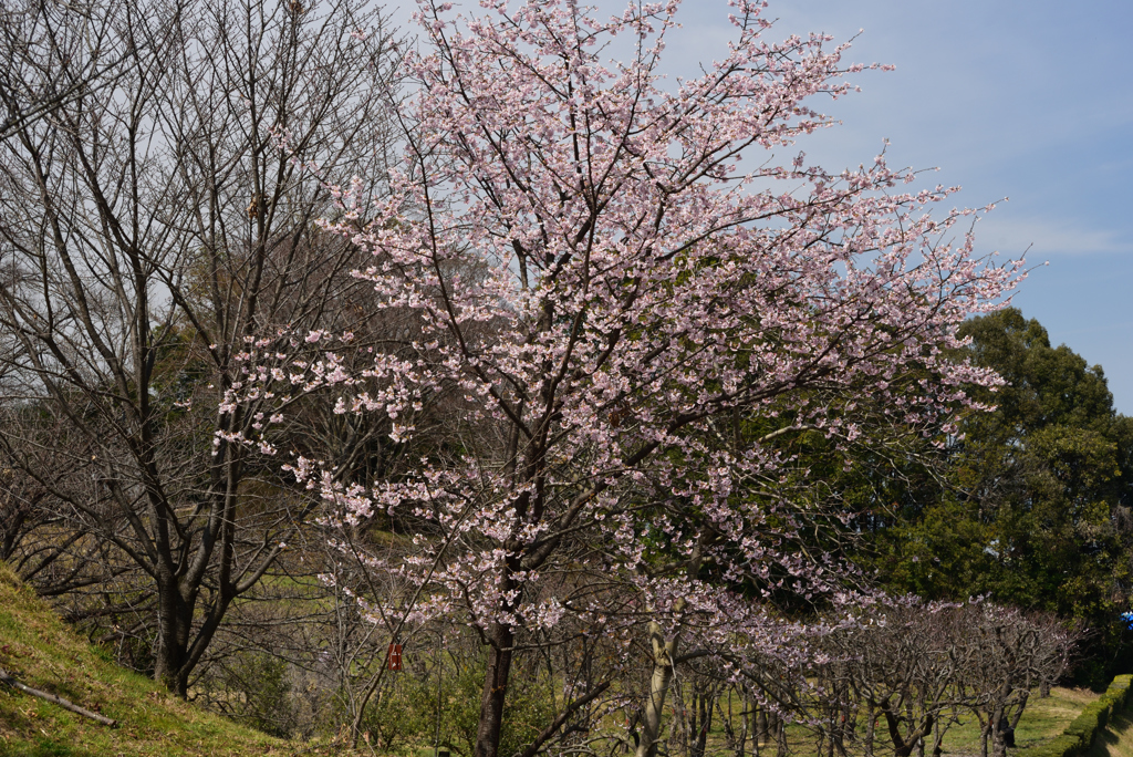190320a市大植物園39