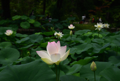 200712京都植物園11