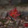 191004京都植物園31