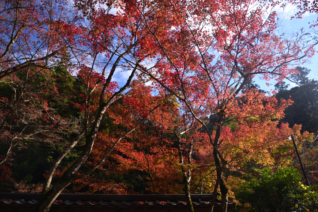 241129c佛通寺06