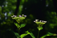 200602b長居植物園57