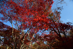 201127e宝筐院38
