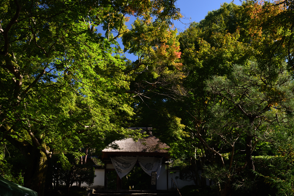 191102d安楽寺54
