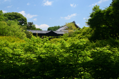 220522d東福寺26