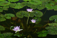 250814京都植物園15