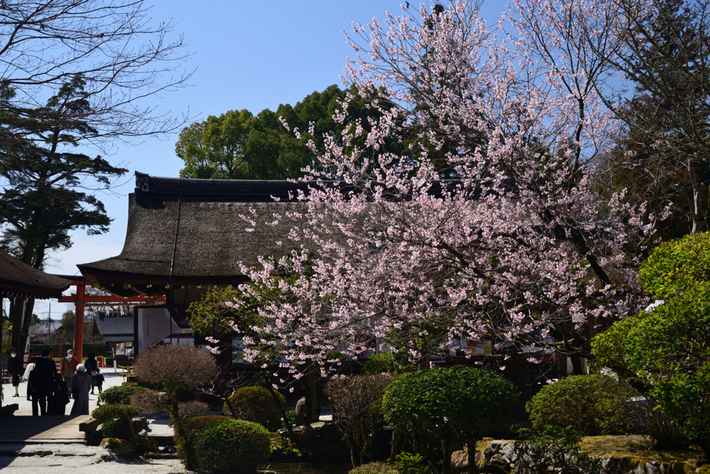 230322a上賀茂神社13