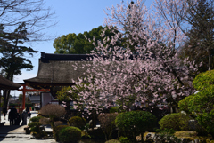 230322a上賀茂神社13