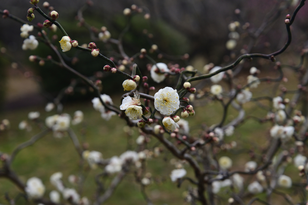 230117a京都植物園09