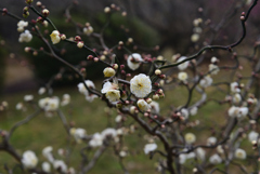 230117a京都植物園09
