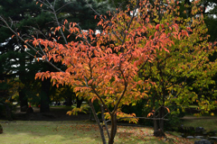 2501104京都御苑14