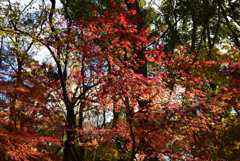 201217下鴨神社18