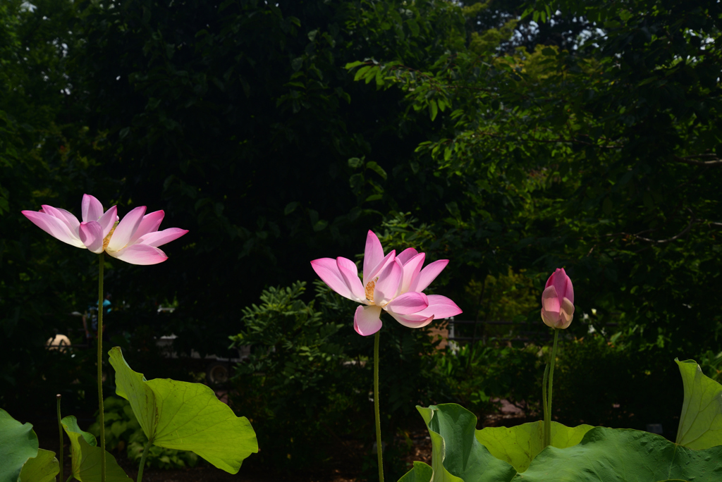 220711京都植物園51