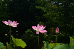 220711京都植物園51