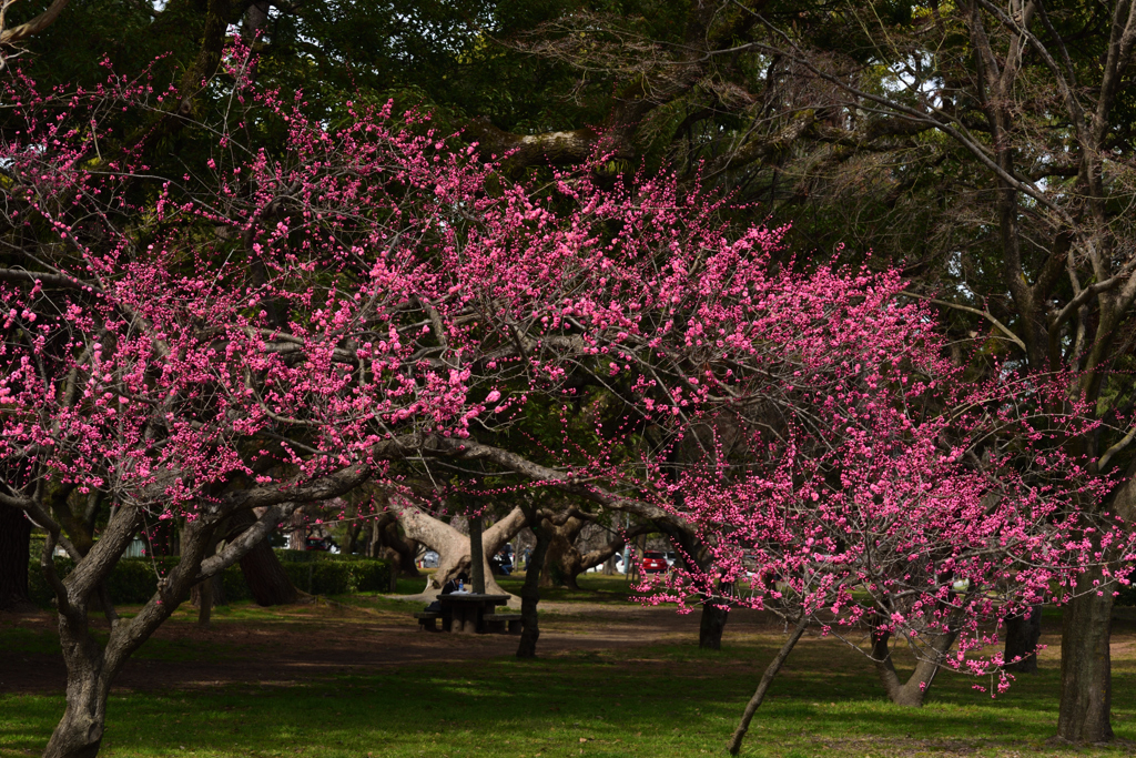 190318d京都御苑30
