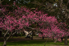 190318d京都御苑30