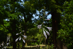 200805京都植物園03