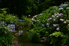 220619長居植物園14