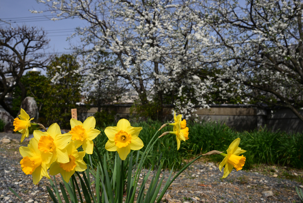 240330h上品蓮台寺09