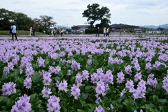 180913本薬師寺跡05+