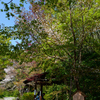 250411b京都御苑45