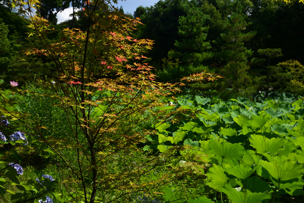 240707a法金剛院39