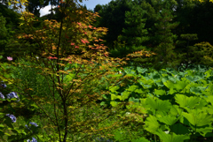 240707a法金剛院39